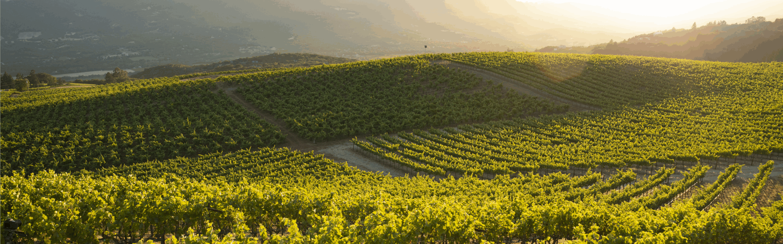 lmm 2025 aug vineyards web desktop 3840x1200 1 scaled