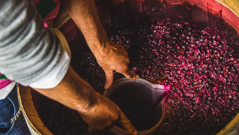 rr winemaking technique punchdown 3