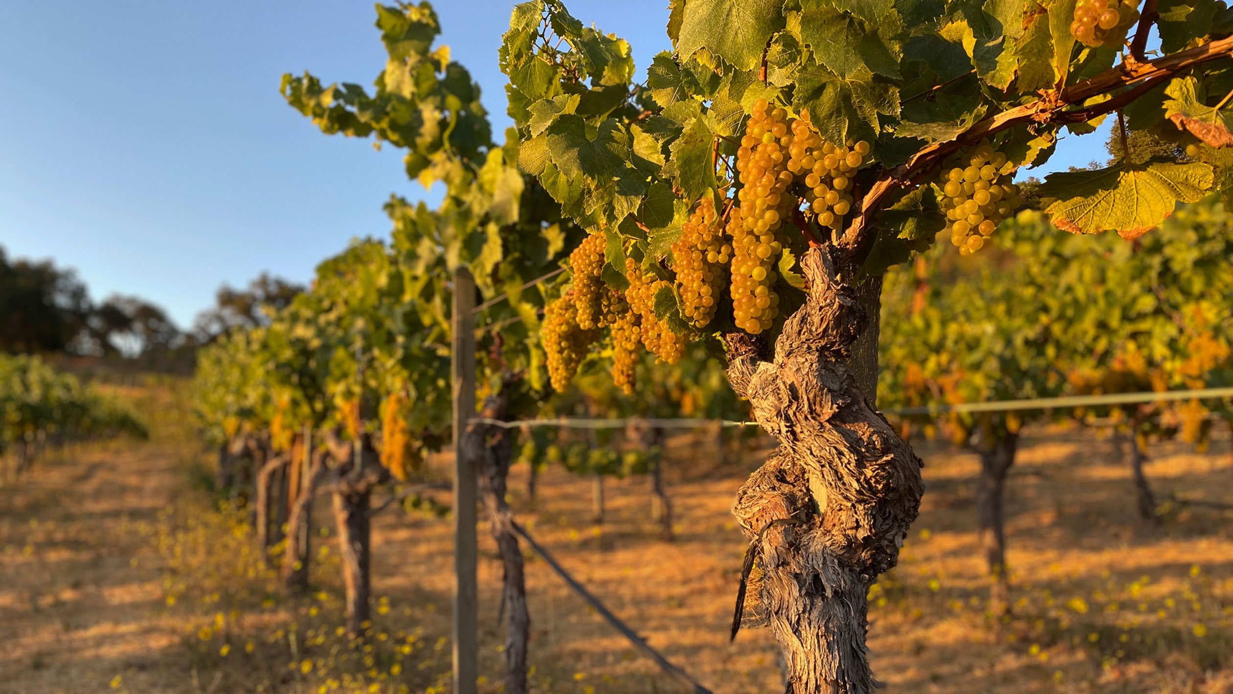 sfd vsp is the most popular canopy management system—should it be hero cr ridge vineyards